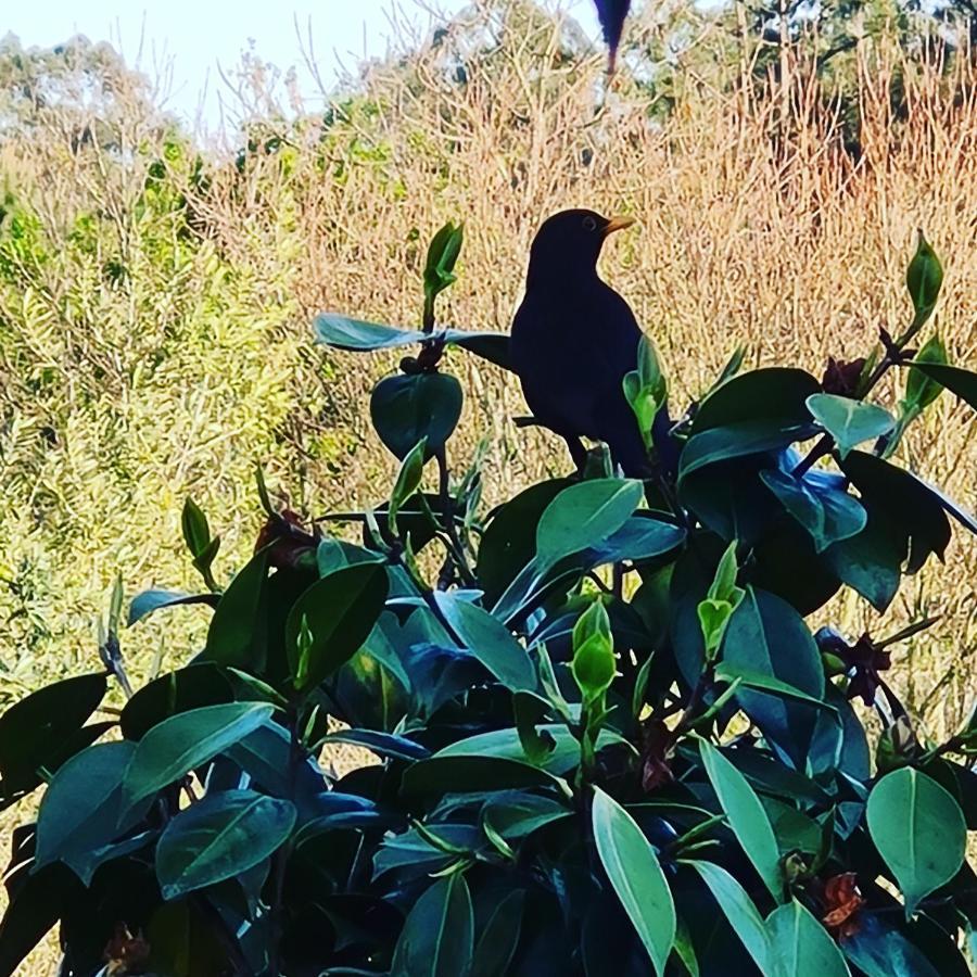 Quinta Jr - Casa De Campo Carregal  Dış mekan fotoğraf