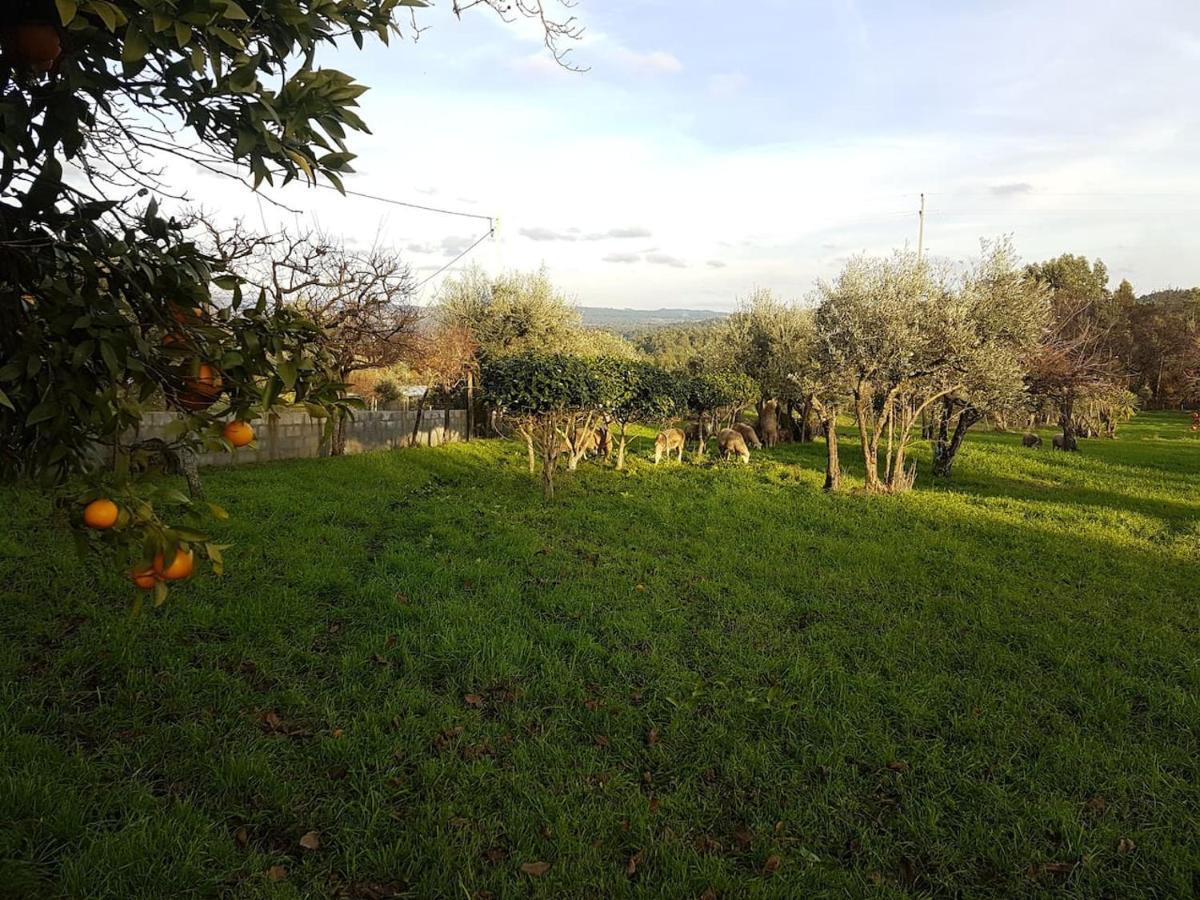 Quinta Jr - Casa De Campo Carregal  Dış mekan fotoğraf